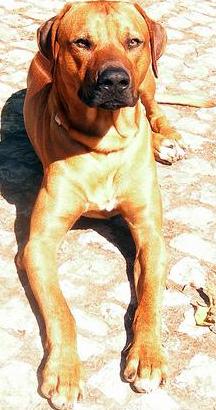 Rhodesian Ridgeback